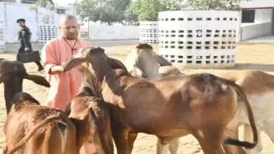 गोरखनाथ मंदिर की गोशाला में मुख्यमंत्री योगी ने की गोसेवा